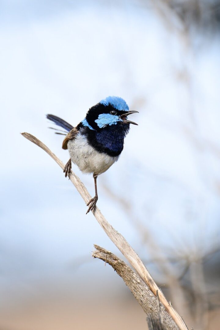 superb fairywren, fairywren, blue wren, wren, bird, malurus cyaneus, wildlife, wild, bird watching, ornithology, avian, male bird, nature, animal, plumage, breeding plumage, australian, australia